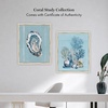 image:imageMartha Stewart Lily Pond Canvas Wall Art Shell Study Oyster 2662 x 3262 Living Room and Bedroom Decor FramedCoastal Botanical Coral Study