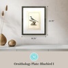 image:imageMartha Stewart Skylands Paper Wall Art Ornithology Plate Bluebird I 1975 x 2375 Living Room and Bedroom Decor FramedOrnithology Plate Bluebird I