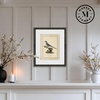 image:imageMartha Stewart Skylands Paper Wall Art Ornithology Plate Bluebird I 1975 x 2375 Living Room and Bedroom Decor FramedOrnithology Plate Bluebird I