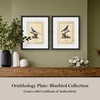 image:imageMartha Stewart Skylands Paper Wall Art Ornithology Plate Bluebird I 1975 x 2375 Living Room and Bedroom Decor FramedOrnithology Plate Bluebird II
