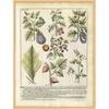 image:imageMartha Stewart Bedford Canvas Wall Art Vintage Vegetable Chart I 135 x 175 Living Room and Bedroom Decor Framed