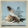 image:imageMartha Stewart Lily Pond Canvas Wall Art Seaside Still Life Shells and Coral 2262 x 2262 Living Room and Bedroom Decor Framed