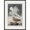 image:imageMartha Stewart Lily Pond Paper Wall Art Seaside Study Shorebirds in Motion 2175 x 2975 Living Room and Bedroom Decor FramedSeaside Study Shorebirds in Motion