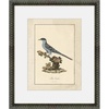 image:imageMartha Stewart Skylands Paper Wall Art Ornithology Plate Bluebird I 1975 x 2375 Living Room and Bedroom Decor FramedOrnithology Plate Bluebird I