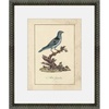 image:imageMartha Stewart Skylands Paper Wall Art Ornithology Plate Bluebird I 1975 x 2375 Living Room and Bedroom Decor FramedOrnithology Plate Bluebird II