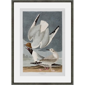 image:imageMartha Stewart Lily Pond Paper Wall Art Seaside Study Shorebirds in Motion 2175 x 2975 Living Room and Bedroom Decor FramedCoastal Bird Study Gulls Pair