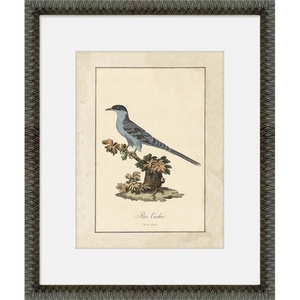 image:imageMartha Stewart Skylands Paper Wall Art Ornithology Plate Bluebird I 1975 x 2375 Living Room and Bedroom Decor FramedOrnithology Plate Bluebird I