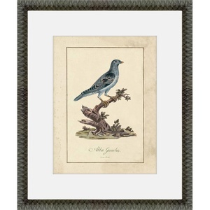 image:imageMartha Stewart Skylands Paper Wall Art Ornithology Plate Bluebird I 1975 x 2375 Living Room and Bedroom Decor FramedOrnithology Plate Bluebird II